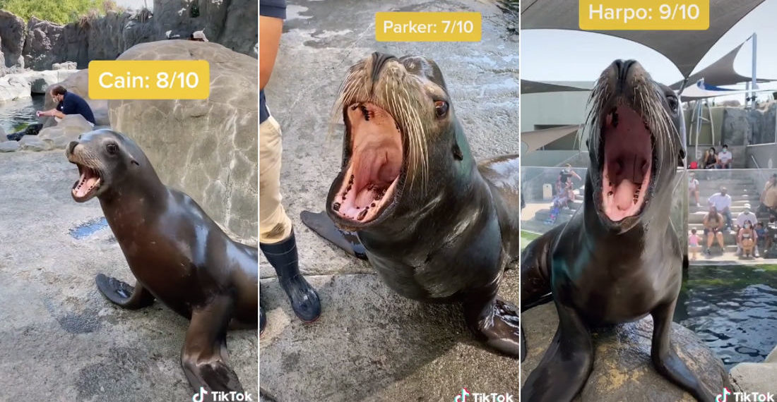 Sea Lions Compete In Loudest Bark Competition