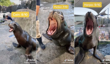 Sea Lions Compete In Loudest Bark Competition