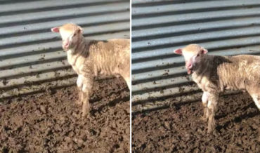 Little Lamb With A Wicked Baa