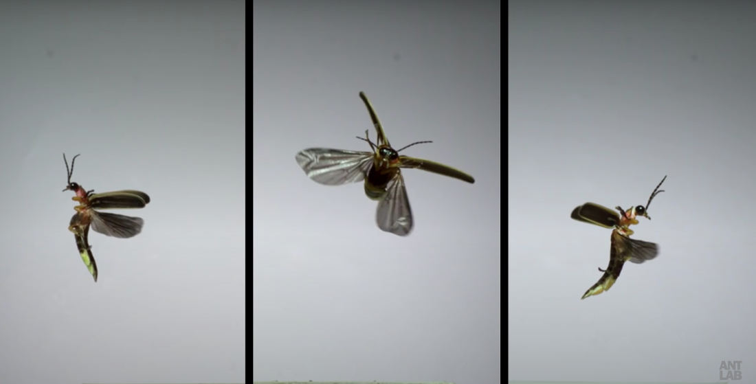 Ultra Slow Motion Video Of Insects Spreading Their Wings And Taking Flight