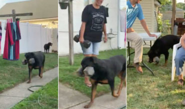 What The?: Dog Carries Around 30-Pound Dumbbell Wherever He Goes Like It’s A Toy