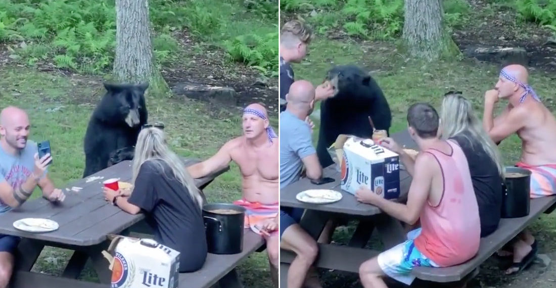 WTF Is Wrong With You: Idiot Makes And Feeds Peanut Butter Sandwich To Wild Bear