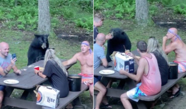WTF Is Wrong With You: Idiot Makes And Feeds Peanut Butter Sandwich To Wild Bear