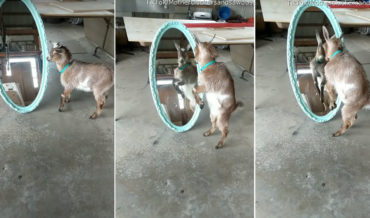 There Can Be Only One: Baby Goat Tries To Fight Self In Mirror