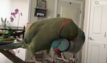 Two Birds Have A Humanlike Conversation With Each Other