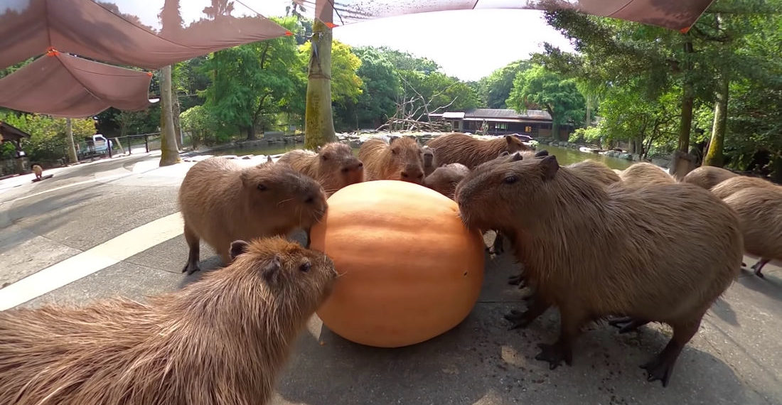 ASMR Video Of Capybaras Eating A Giant Pumpkin