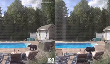 Excuse Me, Sir: Bear Politely Wakes Man Sleeping By Pool