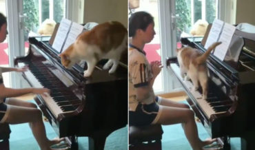 Meowzart: Cat Contributes To Piano Practice