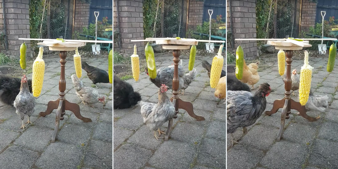 Whatever Works: This Homemade Spinning Chicken Exercise And Enrichment Wheel