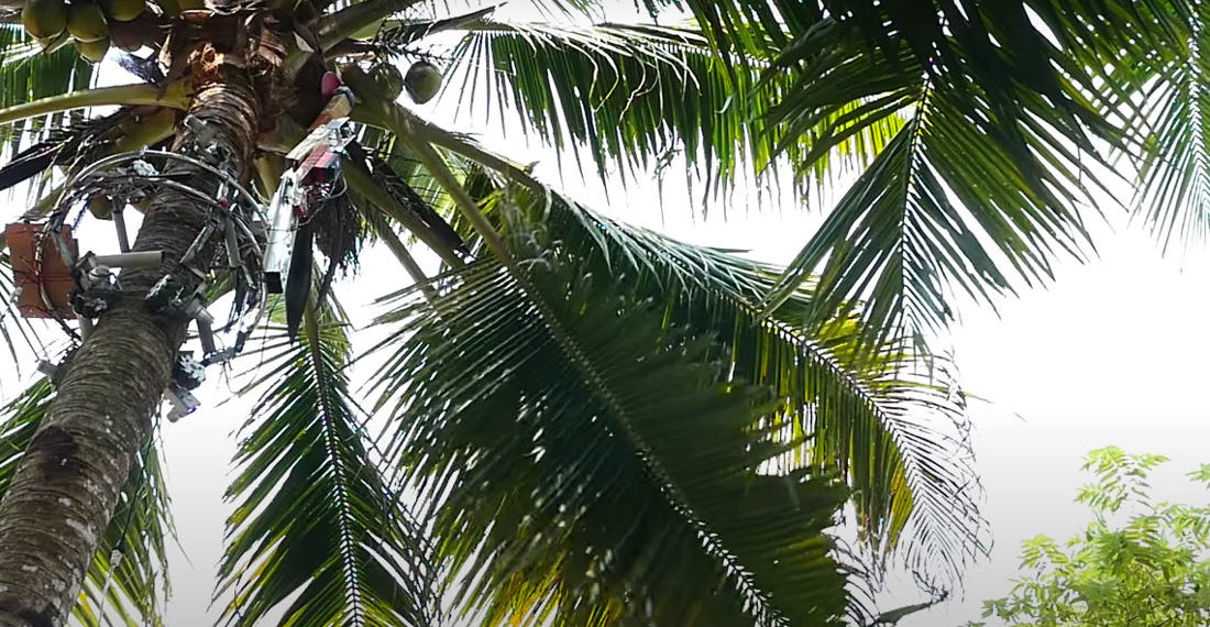 A Robotic Coconut Harvester Designed To Help Reduce Human Injury