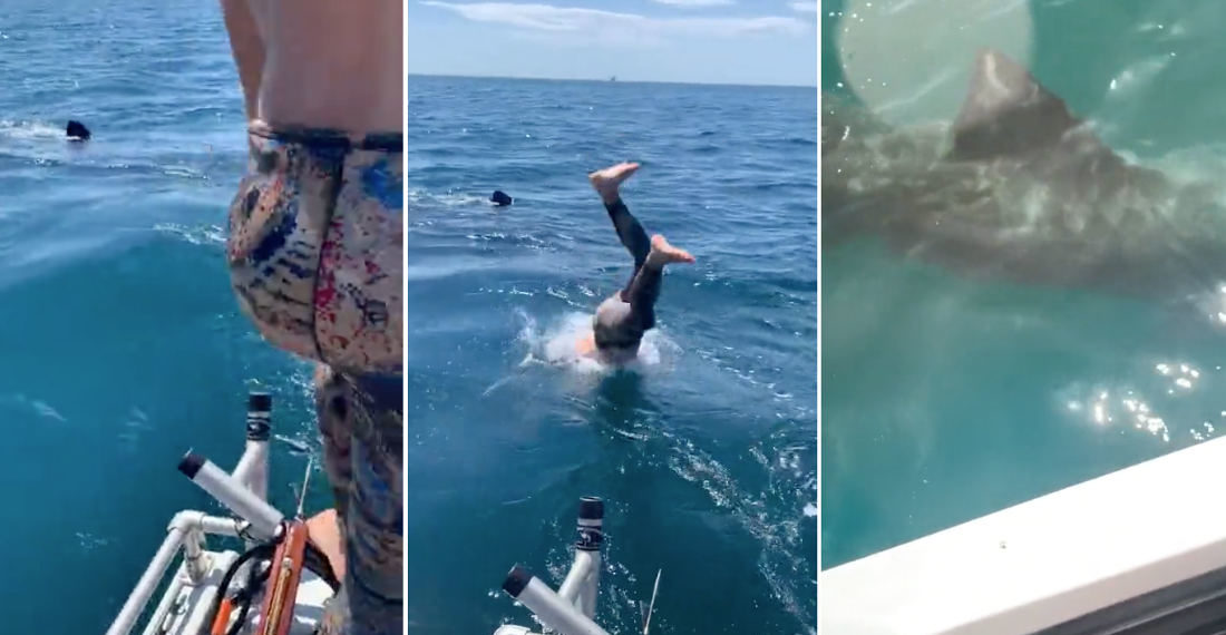 Poor Decision Maker Dives Into Ocean To See Basking Shark, It Isn’t A Basking Shark