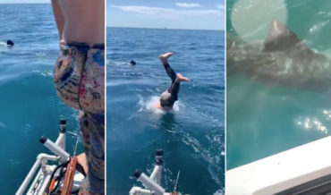 Poor Decision Maker Dives Into Ocean To See Basking Shark, It Isn’t A Basking Shark