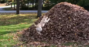 It's Fall, Ya'll: A Satisfying 60 Second Compilation Of A Dog Leaping Into Leaf Piles