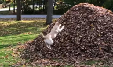 It’s Fall, Ya’ll: A Satisfying 60 Second Compilation Of A Dog Leaping Into Leaf Piles