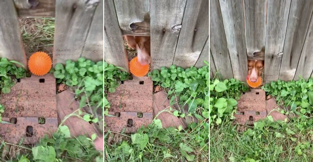 Awww: Playing Fetch With Neighbor’s Dog Through Hole In Fence