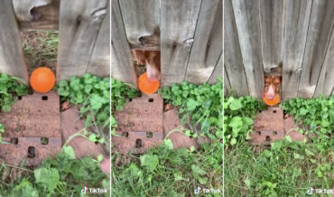 Awww: Playing Fetch With Neighbor’s Dog Through Hole In Fence