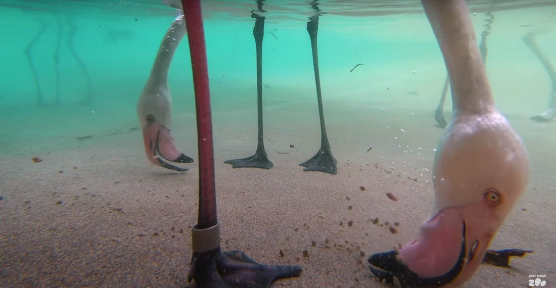 Fascinating: Underwater Footage Of Flamingos Feeding