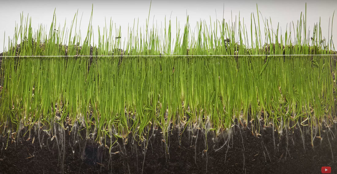 A Timelapse Of Grass Growing Over 8 Days, Made From 1,980 Individual Photos