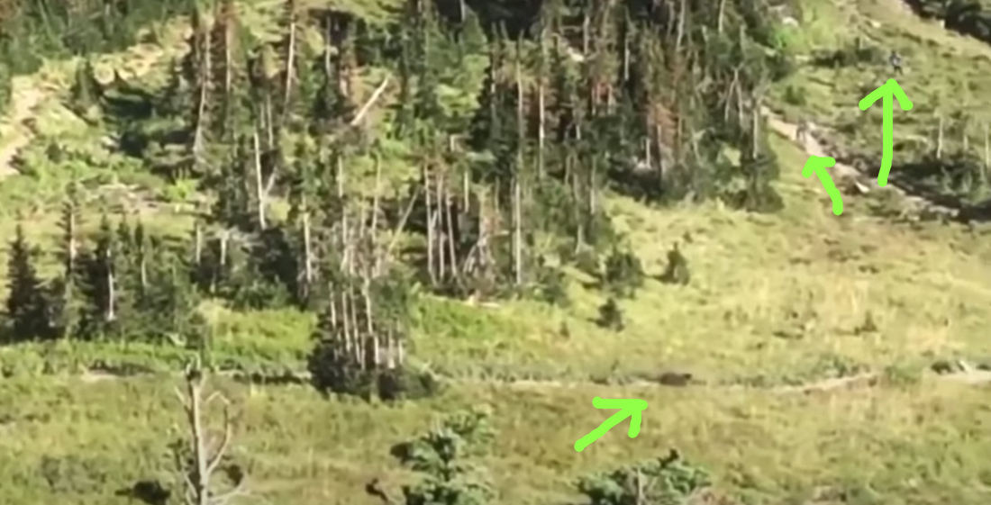 Hikers Encounter Grizzly Bear, Promptly Run And Scream