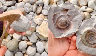 Guy Casually Hammers Jurassic Stone Open To Reveal Perfect Shell Fossil Inside