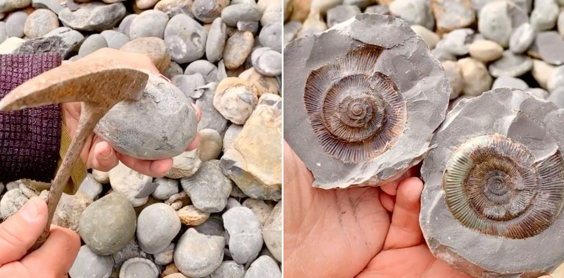 Guy Casually Hammers Jurassic Stone Open To Reveal Perfect Shell Fossil Inside