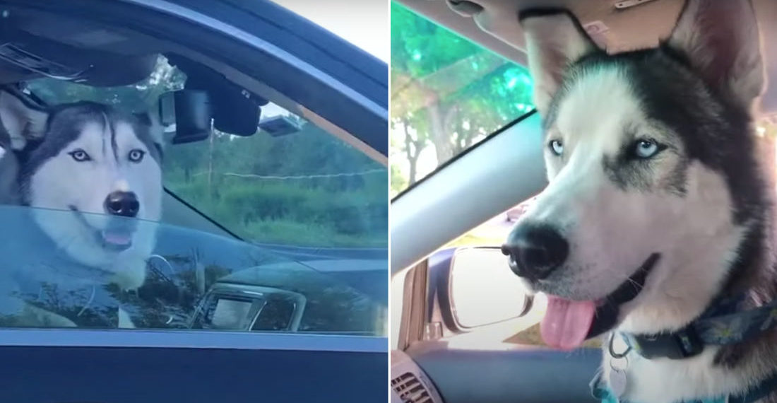 Awww: Two Huskies Spot Each Other In The Car
