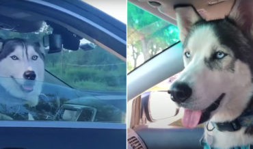 Awww: Two Huskies Spot Each Other In The Car