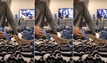 Lizard Hangs Up Owner’s Phone With A Lick