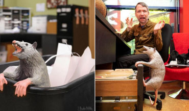 The Office Possum, A Poseable Fake Possum For Startling Coworkers