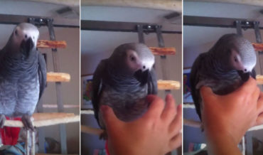 Parrot Does Spot-On Squeaky Toy Impression When You Give Him A Squeeze