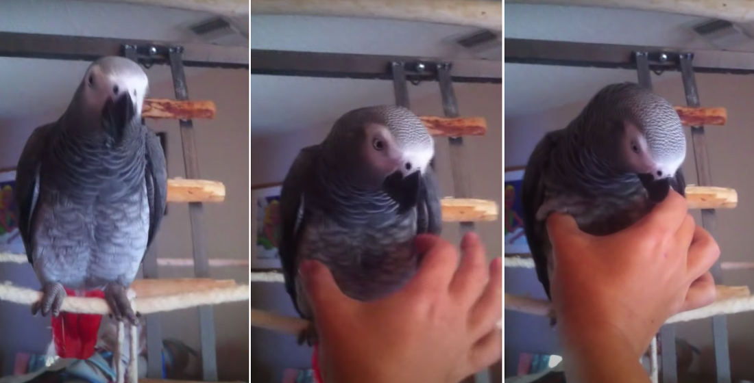 Parrot Does Spot-On Squeaky Toy Impression When You Give Him A Squeeze