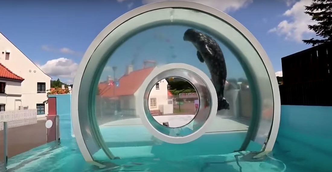 A Circular ‘Above Water’ Ring For A Seal To Swim Through