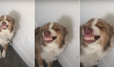 Dog Poops In The House, Tries To Smooth Things Over With A Smile