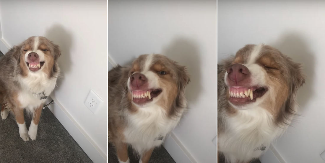 Dog Poops In The House, Tries To Smooth Things Over With A Smile