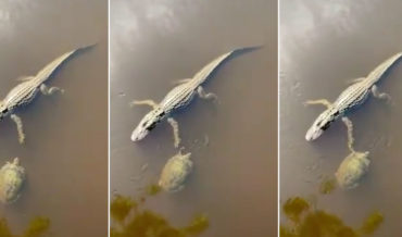 Friends Forever: Turtle High-Fives An Alligator