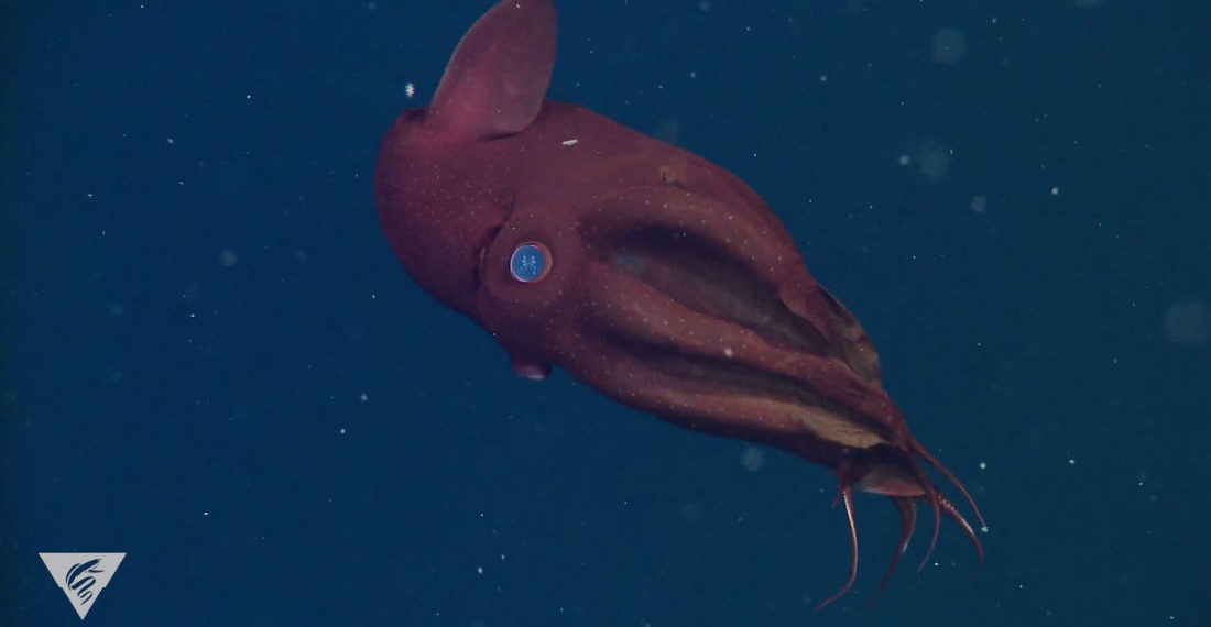 A 5-Minute Guided Meditation Based On The Movement Of A Deep Sea Vampire Squid