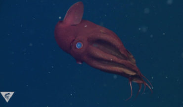 A 5-Minute Guided Meditation Based On The Movement Of A Deep Sea Vampire Squid