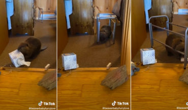 Awww: Rescue Baby Beaver Constructs Dam In House Out Of Whatever It Can Find
