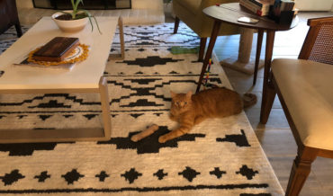 Not Bad: Photo Of Cat Performing Detachable Paw Illusion