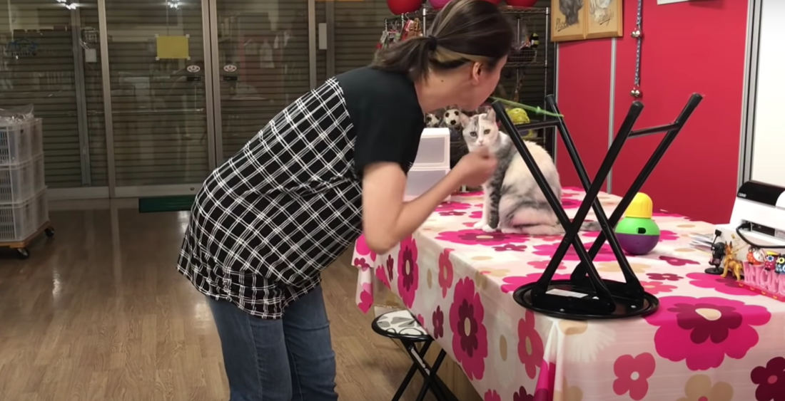 Oh Wow: Cat Learns How To Copycat A Variety Human Actions On Command