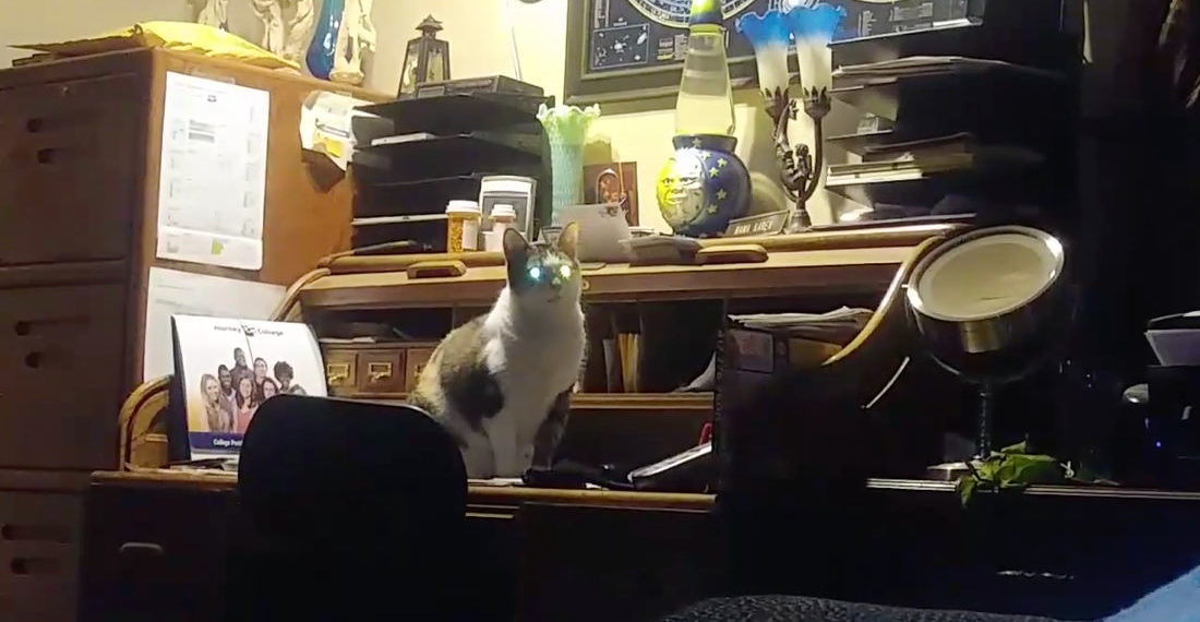 Cat Learns To Knock Phone Off Hook As Alarm Clock To Wake Owners, Get Fed