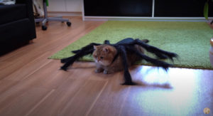 Cat Wearing A Spider Costume For Halloween
