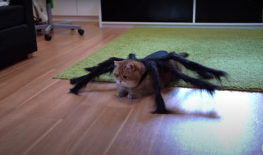 Cat Wearing A Spider Costume For Halloween