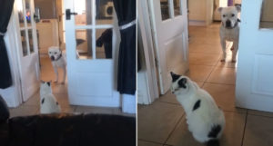 You Shall Not Pass: Cat Won't Let Dog By