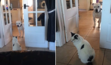 You Shall Not Pass: Cat Won’t Let Dog By