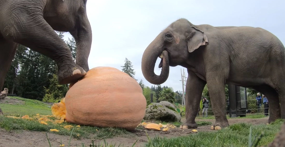 Elephants Crushing And Eating 1,200 Pounds Of Giant Pumpkins To Celebrate Fall