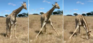 Valuable Info: How Giraffes Reach Ground-Level Food