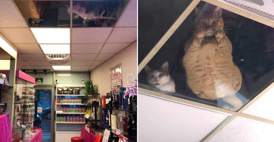 Shopkeeper Mods Ceiling With Glass Panels So Its Resident Cats Can Watch Shoppers