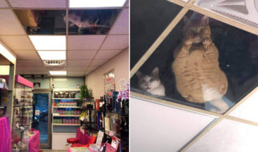 Shopkeeper Mods Ceiling With Glass Panels So Its Resident Cats Can Watch Shoppers