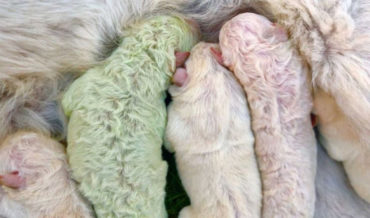 Pistachio, A Puppy Born With All Green Fur